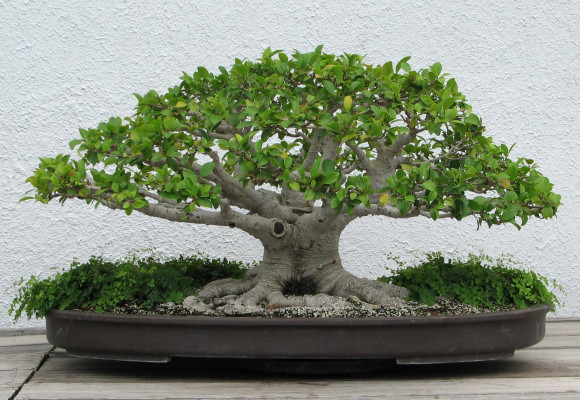 Fikusy a sukulenty sú vhodné ako bonsaje celoročne pestované v byte
