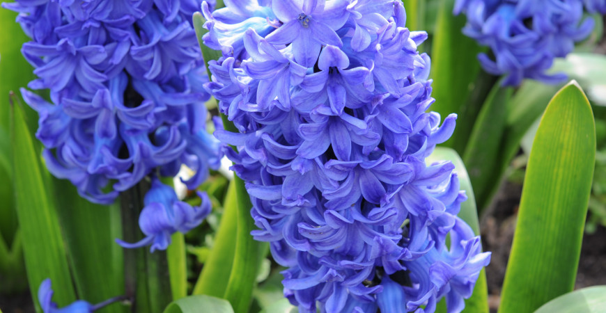 Privítajte jar modrou farbou - vyjadruje harmóniu, upokojuje telo aj myseľ
