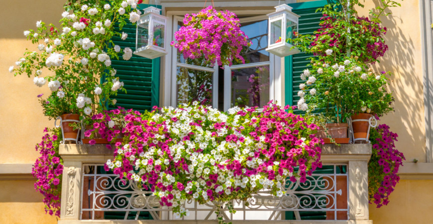 Aké kvety do kvetináčov na trvalo slnečný balkón? 