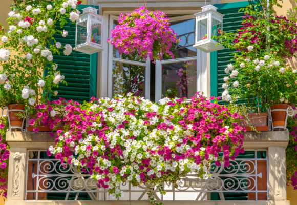 Aké kvety do kvetináčov na trvalo slnečný balkón? 
