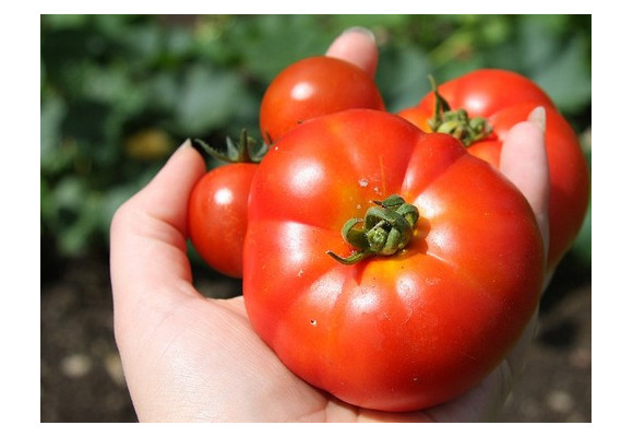 Nezabudli ste na výsev paradajok? 