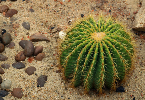 Kaktusy sú rastliny vhodné i pre začiatočníkov