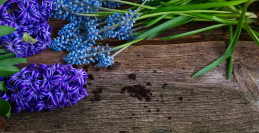 RÝCHLENIE CIBUĽOVÍN – krásne kvety aj v období mrazov